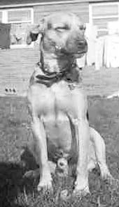 Prince, the Girl's Cottage dog at St. Joseph's Village.